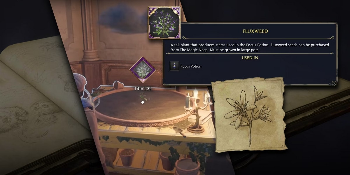 How to grow and harvest Fluxweed Stems in Hogwarts Legacy - Dexerto